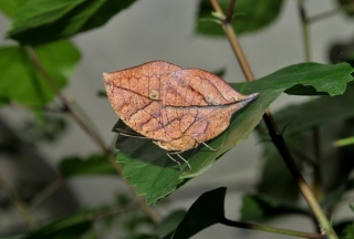 Kallima Paralekta (Farfalla Foglia)